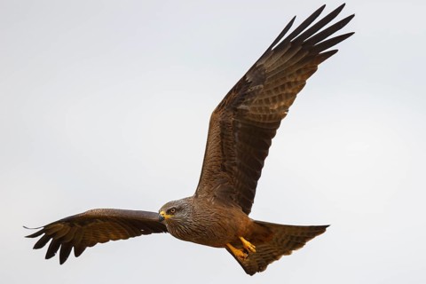 Black Kite (Milvus migrans) flying, Spain
