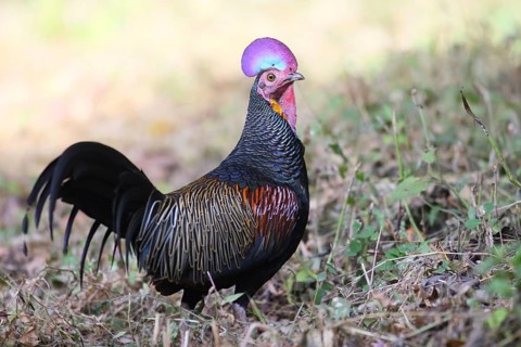 Green Junglefowl (Gallus varius) male, Java, Indonesia