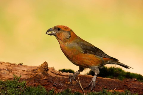 Red Crossbill (Loxia curvirostra) male, Utrecht, Netherlands