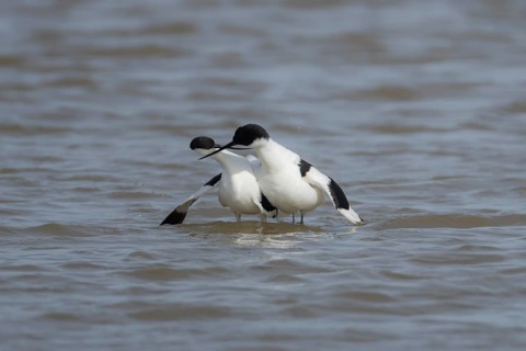 Pied avocet (Recurvirostra avosetta) two adult wading birds during their courtship display in