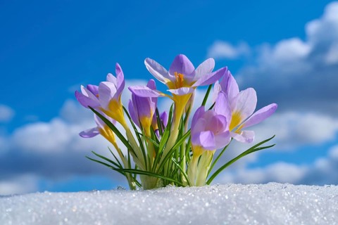Purple crocuses sticking out of snow with blue sky and clouds, spring, Bavaria, Germany