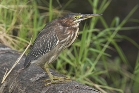Green Heron (Butorides virescens), Costa Rica