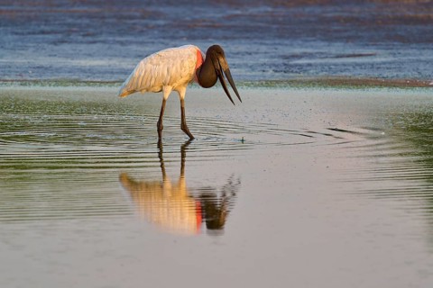 Bird in water with reflection, calm and serene in nature, Jabiru (Jabiru mycteria), Pantanal, Mato