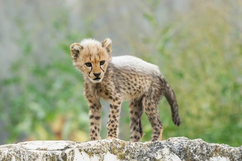 Cheetah (Acinonyx jubatus) youngster standing on a rock, captive, occurrence Africa