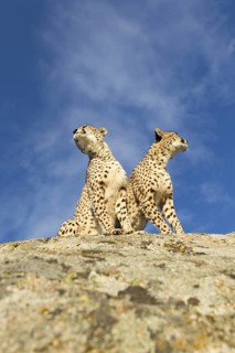 Cheetah (Acinonyx jubatus) two females sitting tight together on a rock, Castile-La Mancha, Spain