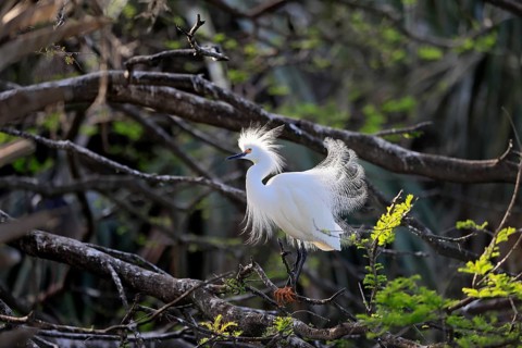 Great Egret (Egretta thula), adult, in breeding plumage, during breeding season, courtship display,