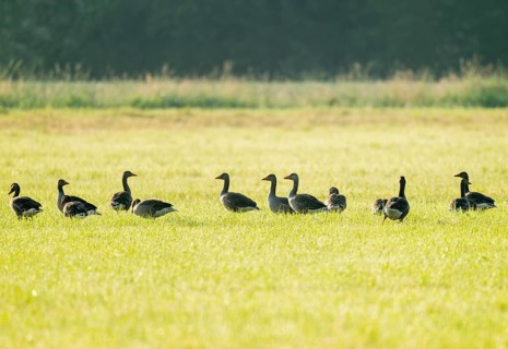 Greylag goose (Anser anser), greylag geese standing in a meadow, Lower Saxony, Germany