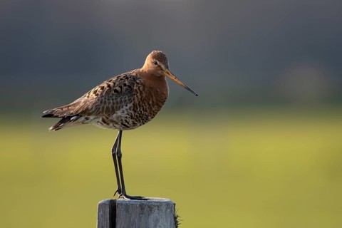 Black-tailed godwit (Limosa limosa), Ochsenmoor, Dümmer, Lemförde, Lower Saxony, Germany