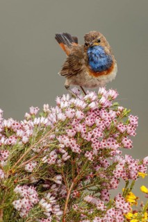 Bluethroat (Luscinia svecica), perched, Castile and Leon, Spain