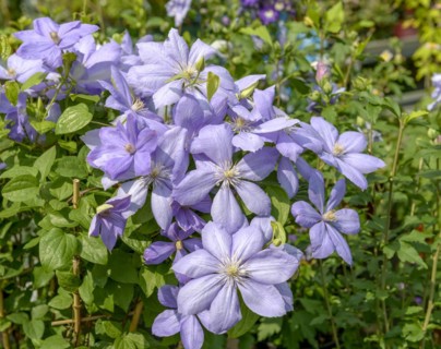 Clematis (Clematis 'Mrs Cholmondeley'), BHG, Lübben, Brandenburg, Germany