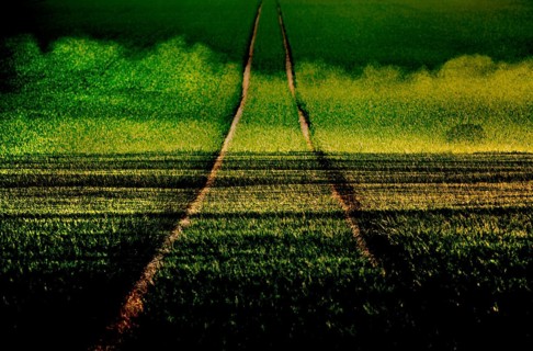 Fantasy landscape with oilseed plants, Germany, Europe, digitally edited