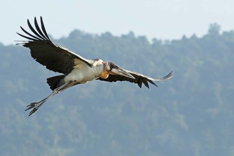 Greater Adjutant (Leptoptilos dubius) flying, Assam, India