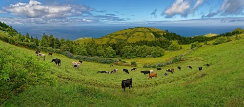 Herd of cows on green pastures, surrounded by hilly volcanic landscape under a clear sky, Caldeira