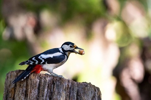 Great spotted woodpecker (Dendrocopus major) wbl Germany