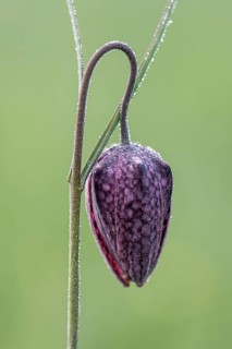 Chequerboard flowers (Fritillaria meleagris), Lower Saxony, Germany