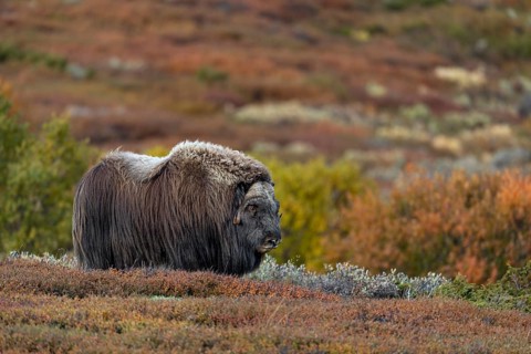 After mating, the musk ox bull (Ovibos moschatus) joins the other group members, autumn, autumn