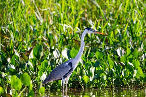 Cocoi Heron (Ardea cocoi) Pantanal Brazil