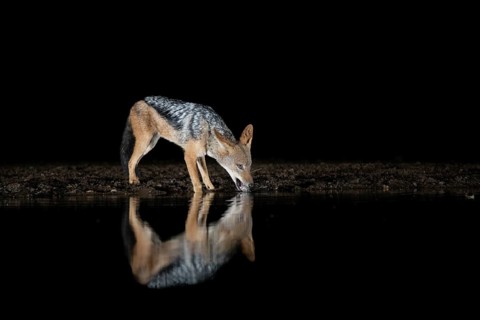 Black-backed Jackal (Canis mesomelas) drinking at waterhole at night, South Africa