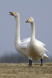 Whooper Swan (Cygnus cygnus), Vaestergoetland, Sweden