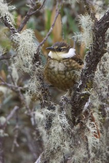 Streaked Tuftedcheek (Pseudocolaptes boissonneautii), Bosque Unchog Reserve, Peru