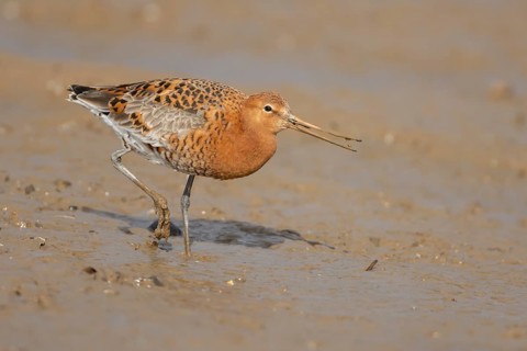 Black tailed godwit (Limosa limosa) adult male wading bird in summer plumage feeding on a mudflat,