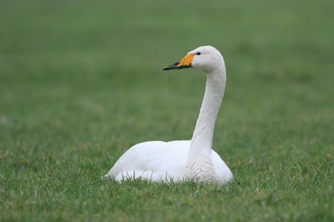 Whooper Swan (Cygnus cygnus), Netherlands