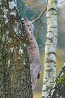 Eurasian lynx (Lynx lynx), climbing on birch tree