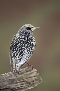 Common Starling (Sturnus vulgaris), North Rhine-Westphalia, Germany