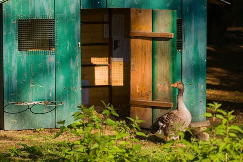 One adult greylag goose, Anser anser, stands with one chick in front of a small green colored