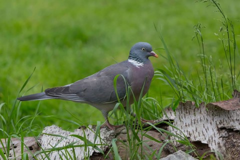 One common wood pigeon (Columba palumbus) standing on a fallen tree. Green vegetation in the
