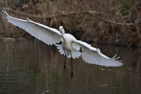 A Great White Egret (Casmerodius albus) flying with outstretched wings over water in a natural