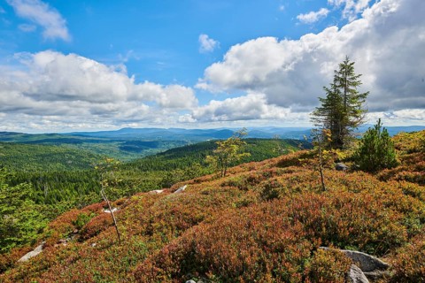 Vegetation with Norway spruce (Picea abies) and colored European blueberry (Vaccinium myrtillus) on