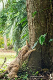 Two toed sloth (Choloepus didactylus) climbing up a tree trunk after being on the ground. Puerto