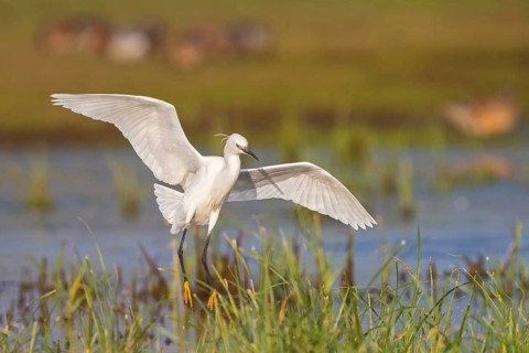 Little Egret foraging, (Egretta garzetta) Lesvos, Greece