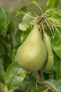 Pear (Pyrus communis 'Condo'), Bavarian Fruit Centre, Germany