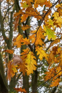 Autumn leaves of the red oak (Quercus rubrum), Emsland, Lower Saxony, Germany