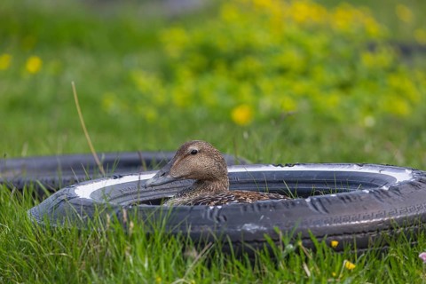 One female common eider, Somateria mollissima, breeding at the coast of Illugastadir Seal watching