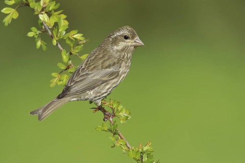 Purple Finch (Haemorhous purpureus) female, British Columbia, Canada