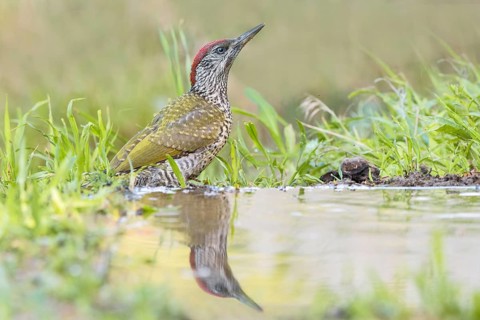 European Green Woodpecker (Picus viridis) juvenile at waterhole, Aosta Valley, Italy