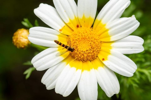 Close-up of a hoverfly resting on the yellow core of a white crown daisy (Glebionis coronaria) in