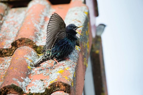 Common Starling, (Sturnus vulgaris), adult male, singing from a house roof in springtime, Hesse,