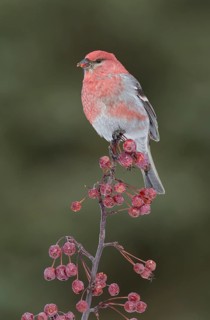 Pine Grosbeak (Pinicola enucleator) male, Alaska, USA