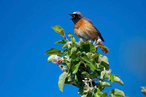 Common Redstart (Phoenicurus phoenicurus) male singing from a branch, Saxony, Germany