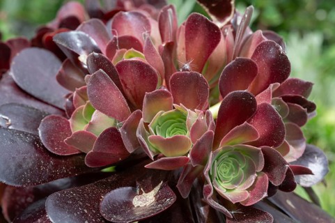 Rosette balsam (Aeonium arboreum), Bavaria, Germany
