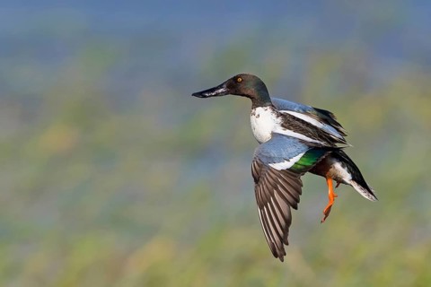 Shoveler, (Anas clypeata), flight photo, animals, birds, ducks, duck family, male, drake, Lake