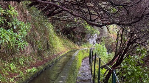 PR6 hiking trail to the 25 springs, along water channel, Levada das 25 Fontes, laurel forest,