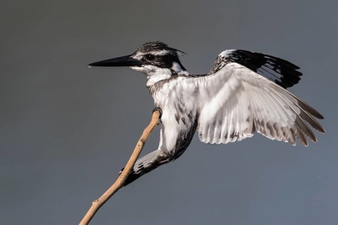 Pied Kingfisher (Ceryle rudis) female landing on a twig, Gambia