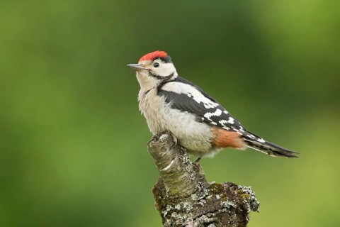 Great Spotted Woodpecker (Dendrocopos major) juvenile, Rhineland-Palatinate, Germany