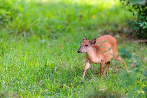 A female Red Forest Duiker (Cephalophus natalensis) stands in a green meadow, eating grass and