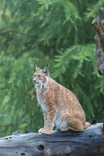 One Eurasian lynx, (Lynx lynx), sitting high up in a dead tree. Forest in the background